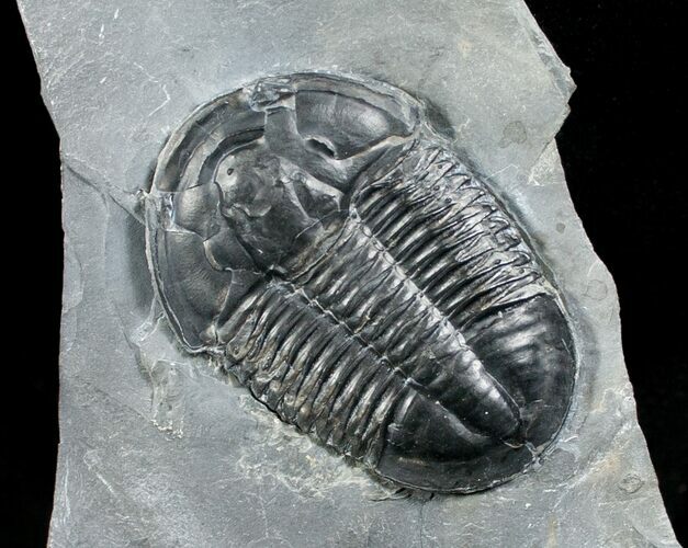 Top Quality Asaphiscus Trilobite - #6351